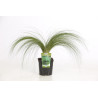 Cheveux dange tenuissima Pony Tails Pot 3L - Stipa tenuissima Pony Tails