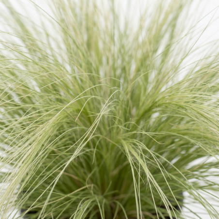 Cheveux dange tenuissima Pony Tails Pot 3L - Stipa tenuissima Pony Tails