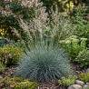 Fétuque glauca Elijah Blue 20cm Pot 3L - Festuca glauca Elijah Blue