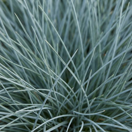 Fétuque glauca Elijah Blue 20cm Pot 3L - Festuca glauca Elijah Blue