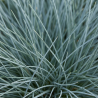 Fétuque glauca Elijah Blue 20cm Pot 3L - Festuca glauca Elijah Blue
