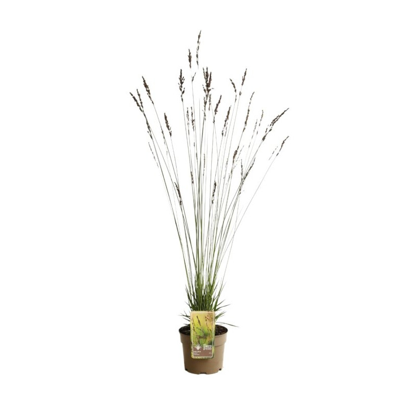 Molinie caerulea Edith Dudszus Pot 3L - Molinia caerulea Edith Dudszus