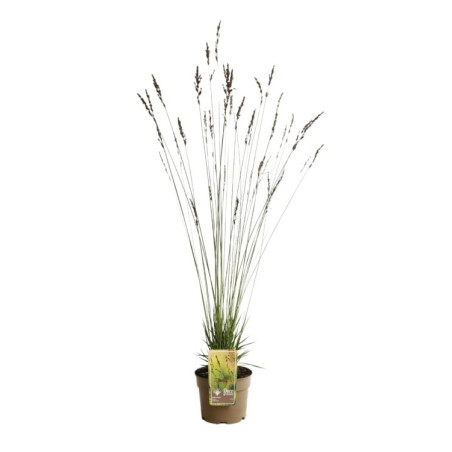 Molinie caerulea Edith Dudszus Pot 3L - Molinia caerulea Edith Dudszus
