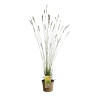 Molinie caerulea Edith Dudszus Pot 3L - Molinia caerulea Edith Dudszus