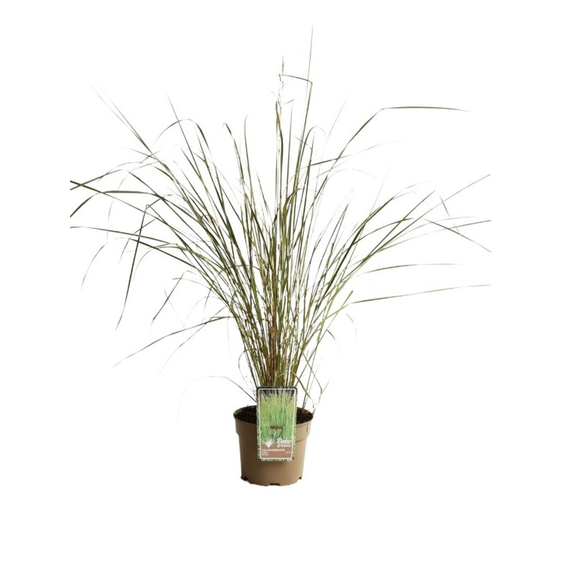 Calamagrostis xacutiflora Overdam Pot 3L