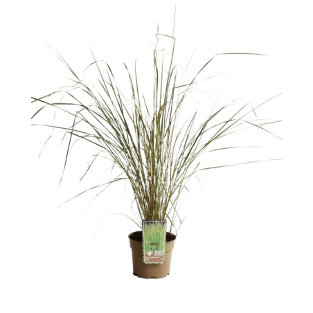 Calamagrostis xacutiflora Overdam Pot 3L