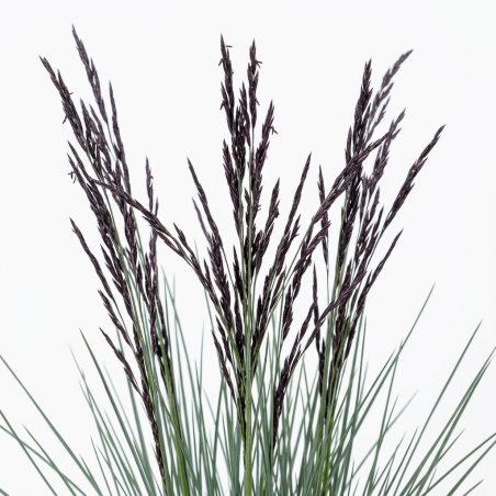 Molinie caerulea Edith Dudszus Pot 3L - Molinia caerulea Edith Dudszus