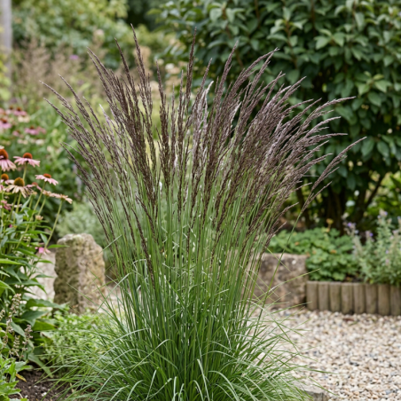 Molinie caerulea Edith Dudszus Pot 3L - Molinia caerulea Edith Dudszus