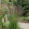 Molinie caerulea Edith Dudszus Pot 3L - Molinia caerulea Edith Dudszus