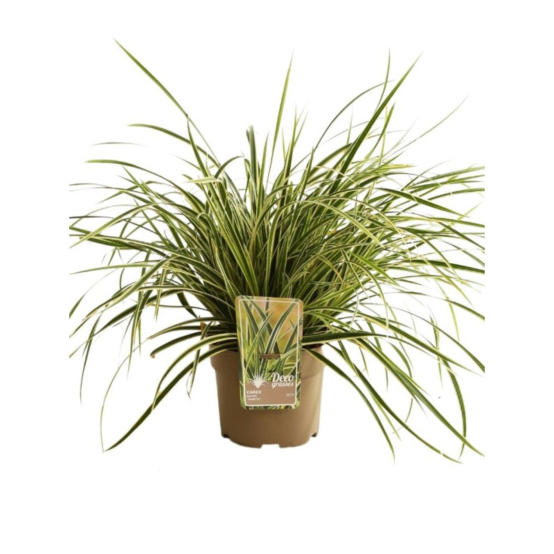 Laîche morrowii Vanilla Ice Pot 3L - Carex morrowii Vanilla Ice