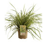 Laîche morrowii Vanilla Ice Pot 3L - Carex morrowii Vanilla Ice
