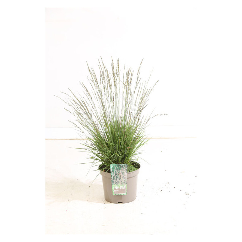 Molinie caerulea Heidezwerg Pot 3L - Molinia caerulea Heidezwerg
