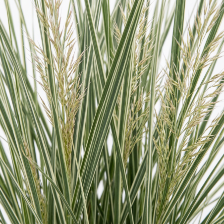 Calamagrostis xacutiflora Overdam Pot 3L