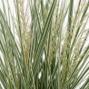 Calamagrostis xacutiflora Overdam Pot 3L
