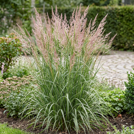 Calamagrostis xacutiflora Overdam Pot 3L