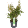 Bambou rufa 40/60cm Pot 19cm - Fargesia rufa