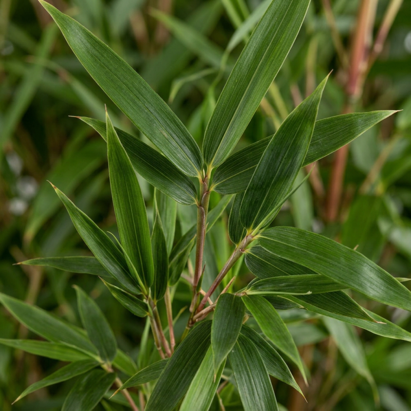 Bambou rufa 40/60cm Pot 19cm - Fargesia rufa