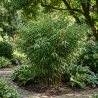 Bambou rufa 40/60cm Pot 19cm - Fargesia rufa