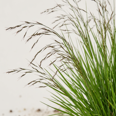 Molinie caerulea Heidezwerg Pot 3L - Molinia caerulea Heidezwerg