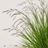Molinie caerulea Heidezwerg Pot 3L - Molinia caerulea Heidezwerg