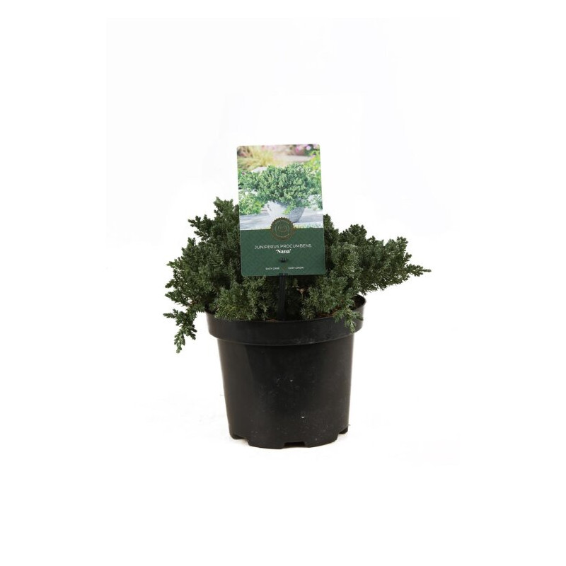 Genévrier rampant Nana 15cm Pot 3L - Juniperus procumbens Nana