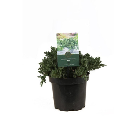 Genévrier rampant Nana 15cm Pot 3L - Juniperus procumbens Nana