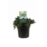 Genévrier rampant Nana 15cm Pot 3L - Juniperus procumbens Nana