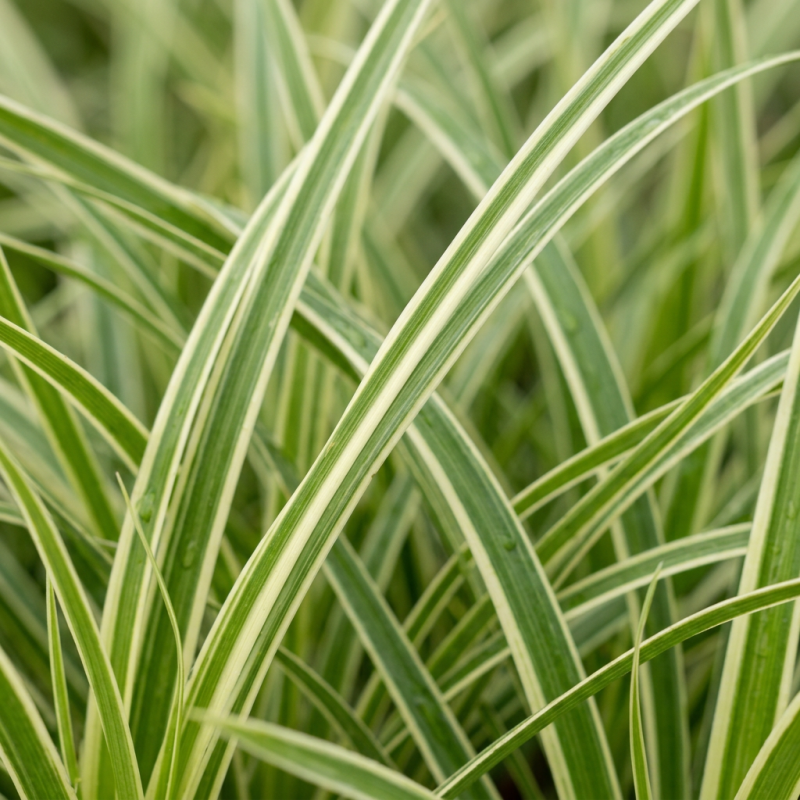 Laîche morrowii Vanilla Ice Pot 3L - Carex morrowii Vanilla Ice