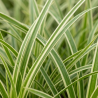 Laîche morrowii Vanilla Ice Pot 3L - Carex morrowii Vanilla Ice