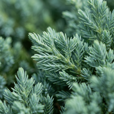 Genévrier rampant Nana 15cm Pot 3L - Juniperus procumbens Nana
