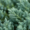 Genévrier rampant Nana 15cm Pot 3L - Juniperus procumbens Nana