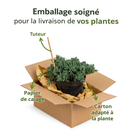 Genévrier rampant Nana 15cm Pot 3L - Juniperus procumbens Nana