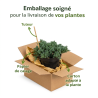 Genévrier rampant Nana 15cm Pot 3L - Juniperus procumbens Nana