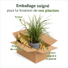 Laîche morrowii Ice Dance 40cm Pot 3L - Carex morrowii Ice Dance