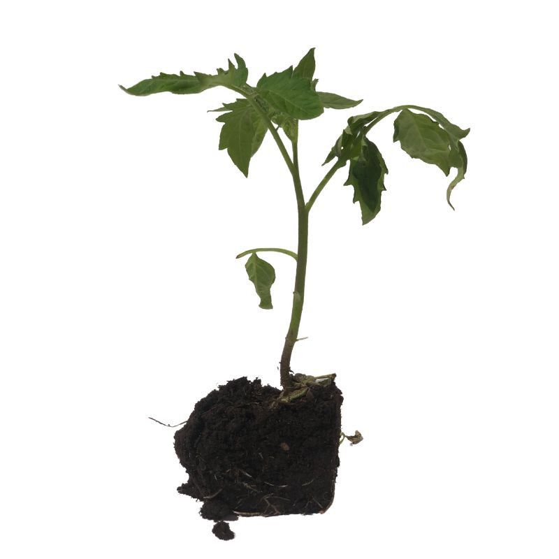 3 plants Tomate cerise black cherry motte 7cm