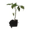 3 plants Tomate cerise black cherry motte 7cm