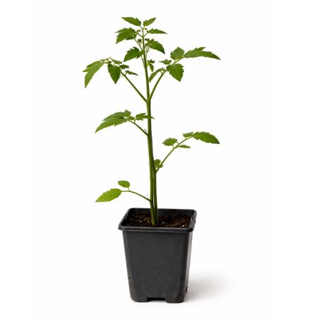 3 Plants Tomate Crimson Crush F1 Pot 10,5cm RESISTANT MILDIOU
