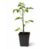 3 Plants Tomate Crimson Crush F1 Pot 10,5cm RESISTANT MILDIOU