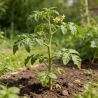 3 plants Tomate cerise black cherry motte 7cm