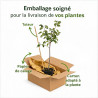 Prunier Reine Claude Doullins 120cm Pot 5L - Prunus domestica