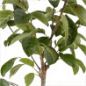 Prunier Reine Claude Doullins 120cm Pot 5L - Prunus domestica