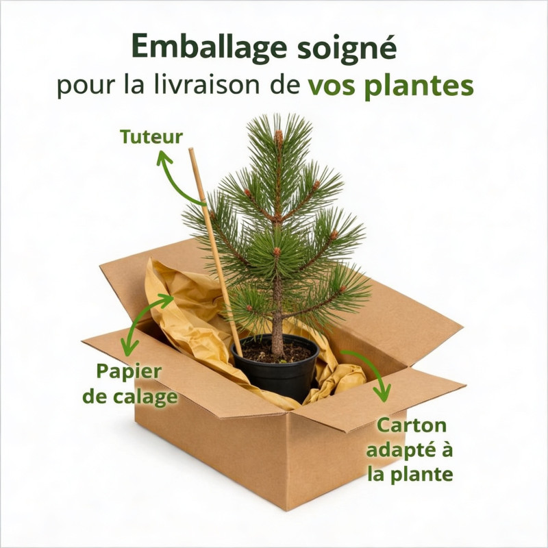 Pin de montagne 'Klostergrün' Pot 11L 70cm - Pinus Mugo Klostergrün