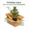Pin de montagne 'Klostergrün' Pot 11L 70cm - Pinus Mugo Klostergrün