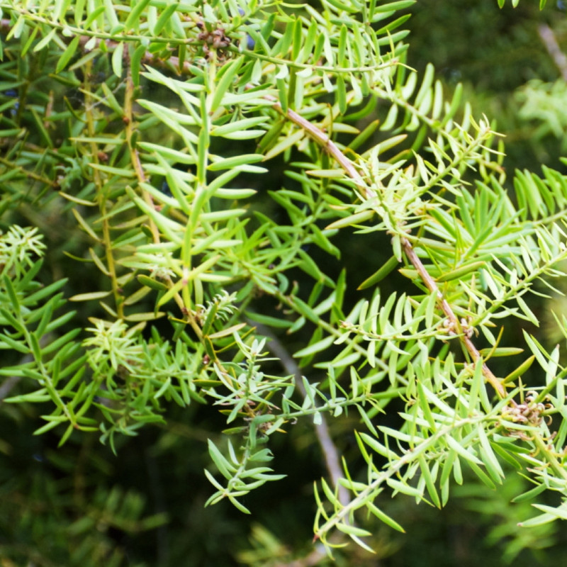 Podocarpe 'Blue Gem' Pot 5L 30cm - Podocarpus lawrencei Blue Gem