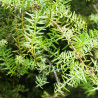 Podocarpe 'Blue Gem' Pot 5L 30cm - Podocarpus lawrencei Blue Gem