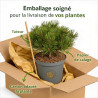 Podocarpe 'Blue Gem' Pot 5L 30cm - Podocarpus lawrencei Blue Gem