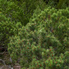 Pin de montagne 'Mops' Pot 8L 25/30cm - Pinus mugo Mops