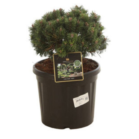 Pin de montagne 'Mops' Pot 8L 25/30cm - Pinus mugo Mops
