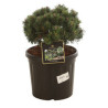 Pin de montagne 'Mops' Pot 8L 25/30cm - Pinus mugo Mops
