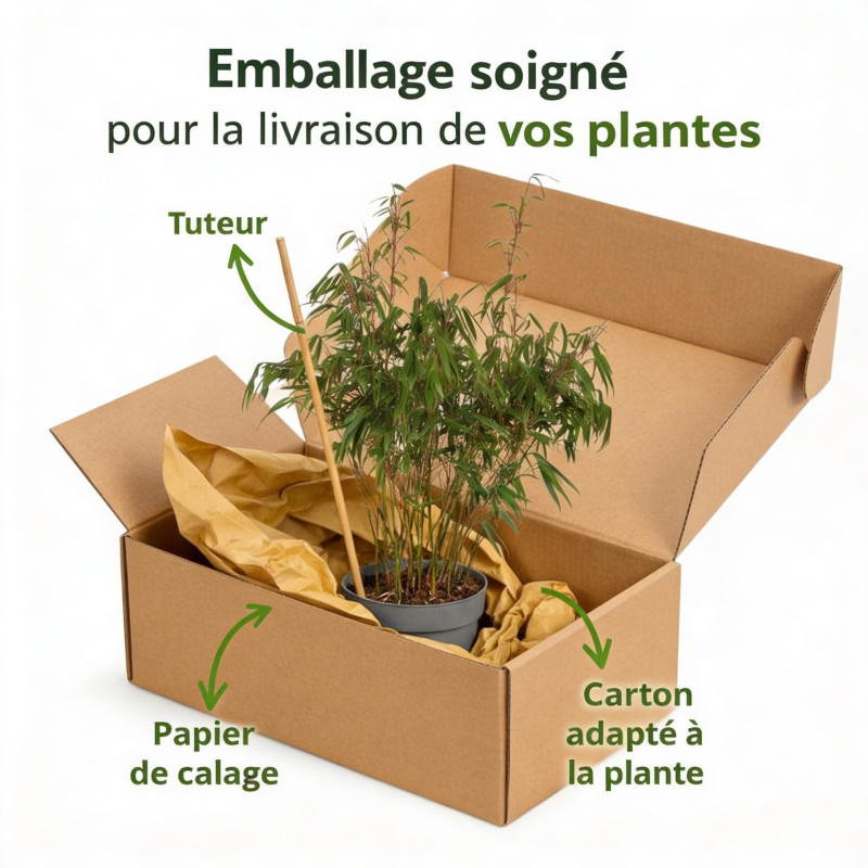 Pin de montagne 'Mops' Pot 8L 25/30cm - Pinus mugo Mops